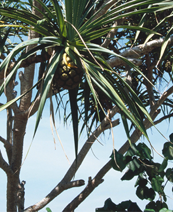 沖縄に自生するアダンの木 Pandanus odoratissimus